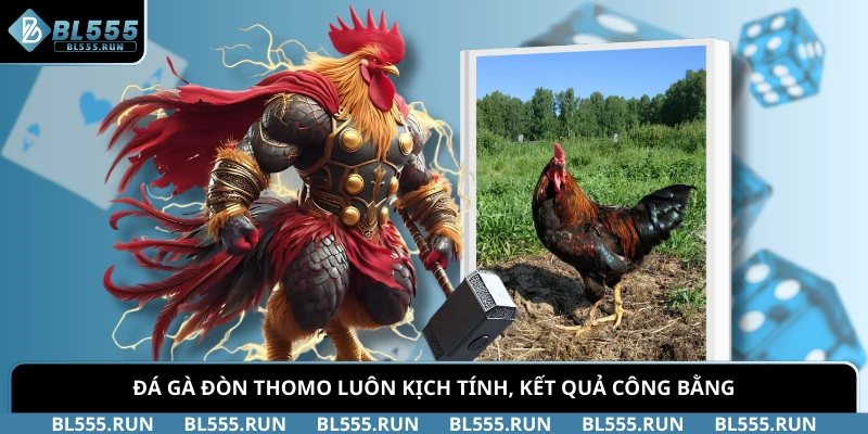 Đá gà đòn Thomo luôn kịch tính, kết quả công bằng